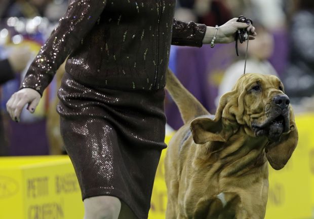 Westminster Dog Show
